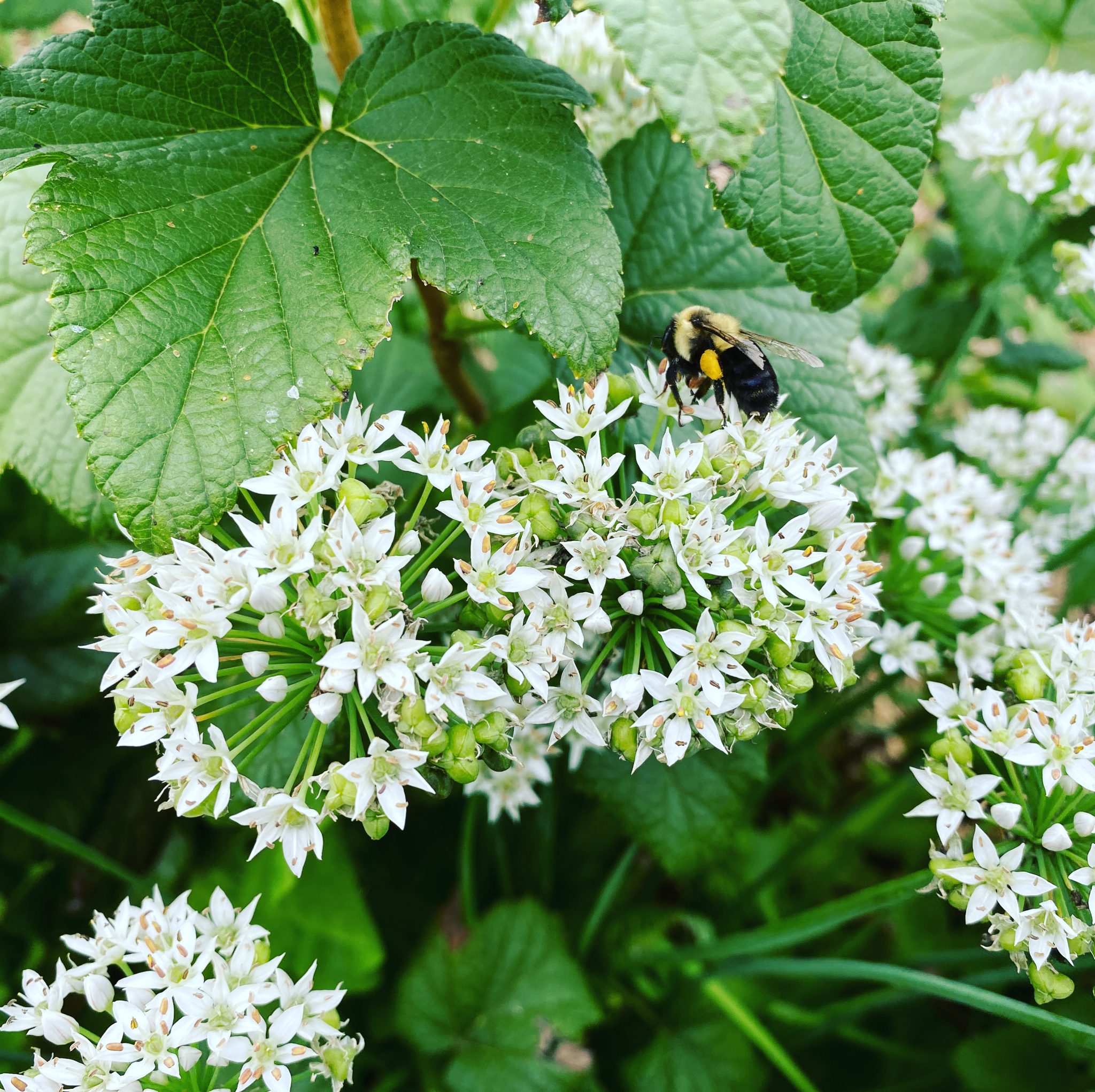 Gundersen Child Care Center GrowLaCrosse